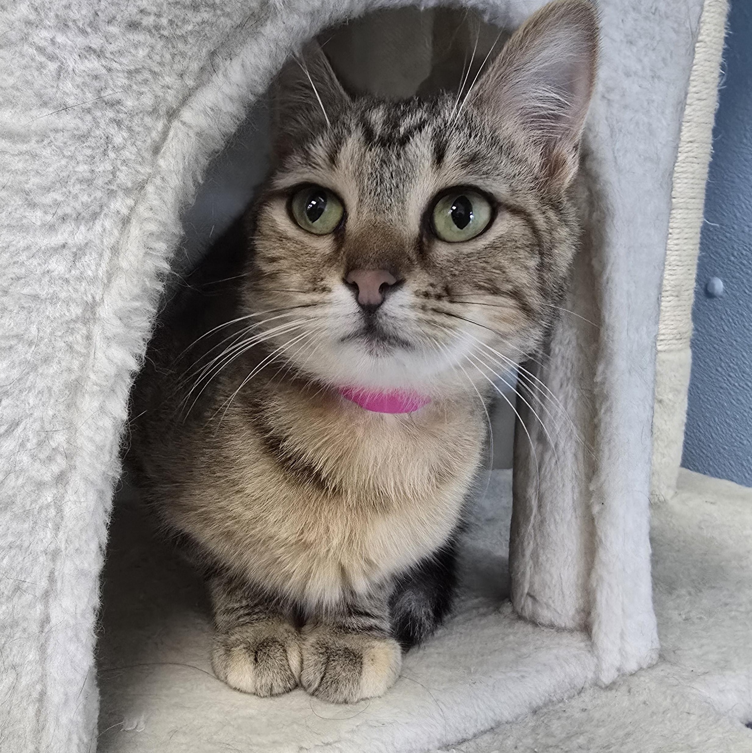 Dani, Adoptable, Young Female Domestic Short Hair.