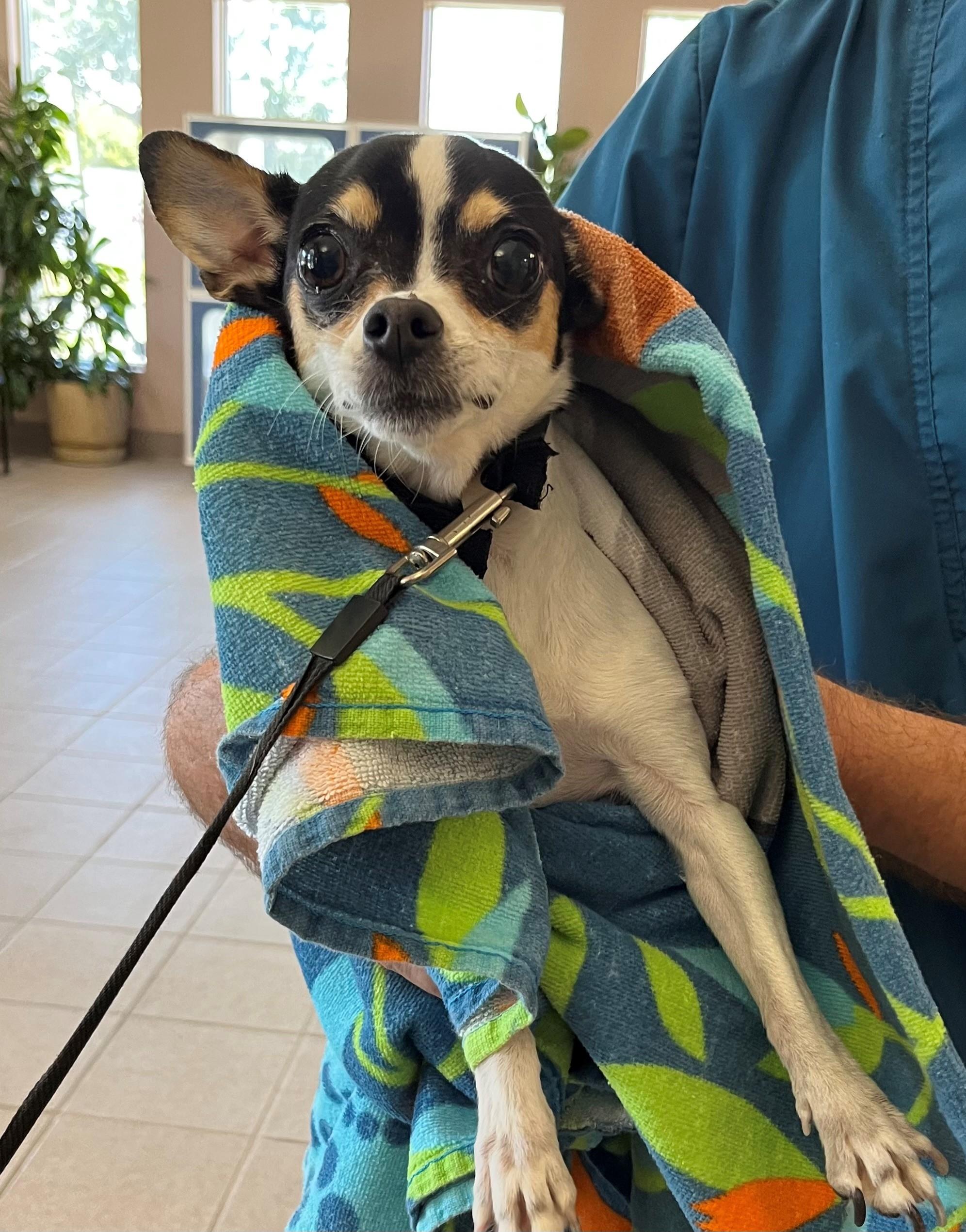 Lucy, adopted, Young Female Miniature Pinscher & Chihuahua.