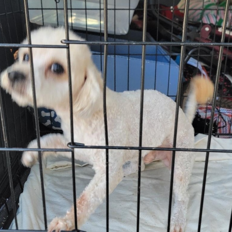 Enlarge Arlo, a ADOPTABLE Miniature Poodle in Arcadia, CA image 2/2