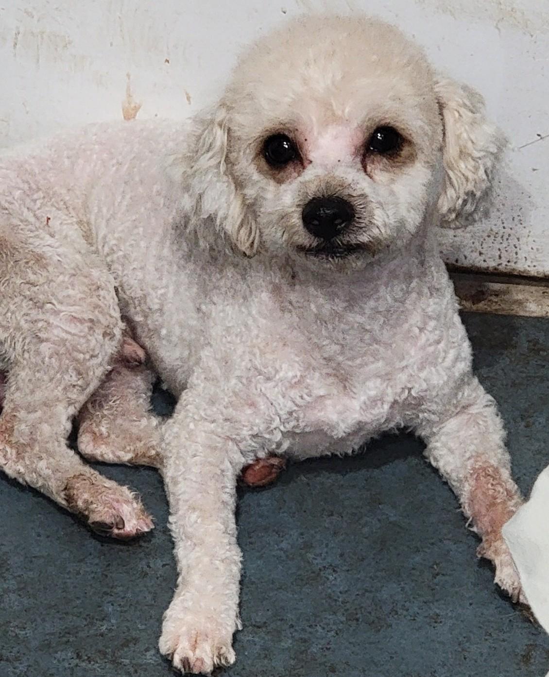 Arlo, ADOPTABLE, Young Male Miniature Poodle.