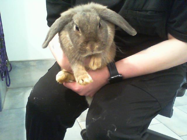 Enlarge CHICHI, a Adoptable Bunny Rabbit in Charlotte, NC image 1/1