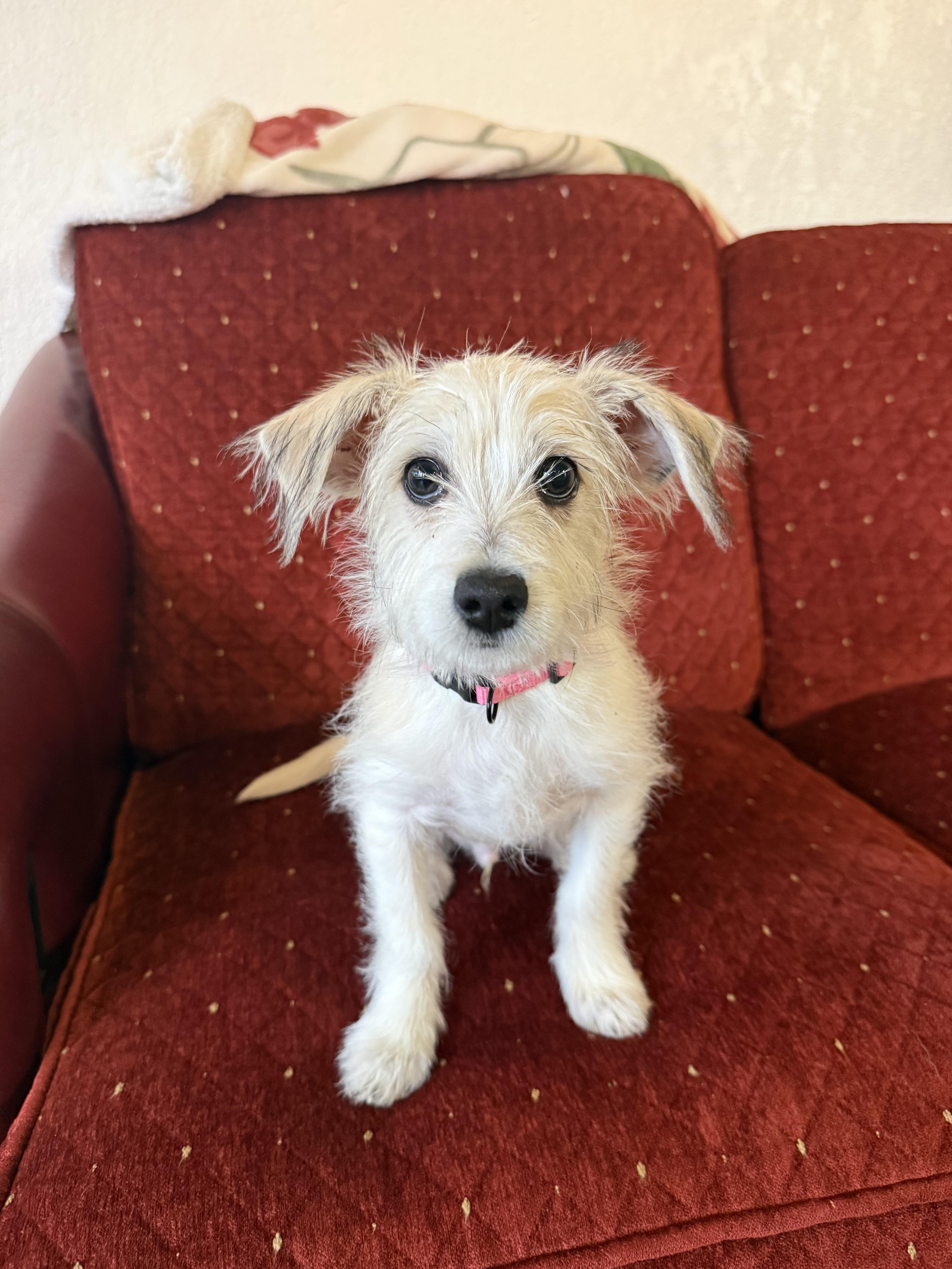 Enlarge Eddie, a ADOPTABLE mixed breed in Hales corners, WI image 2/3