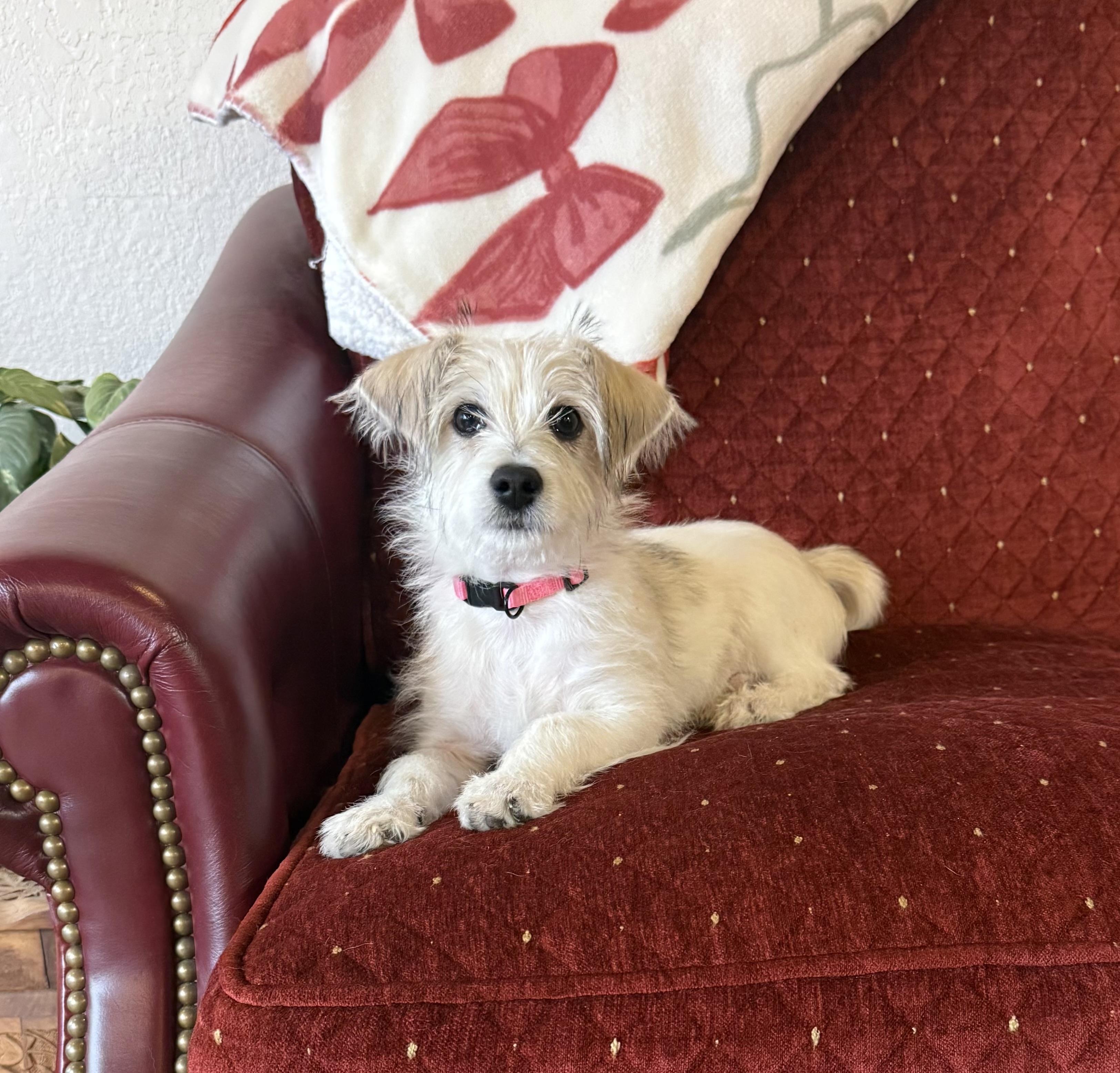 Eddie, ADOPTABLE, Puppy Male Miniature Poodle & Chihuahua.