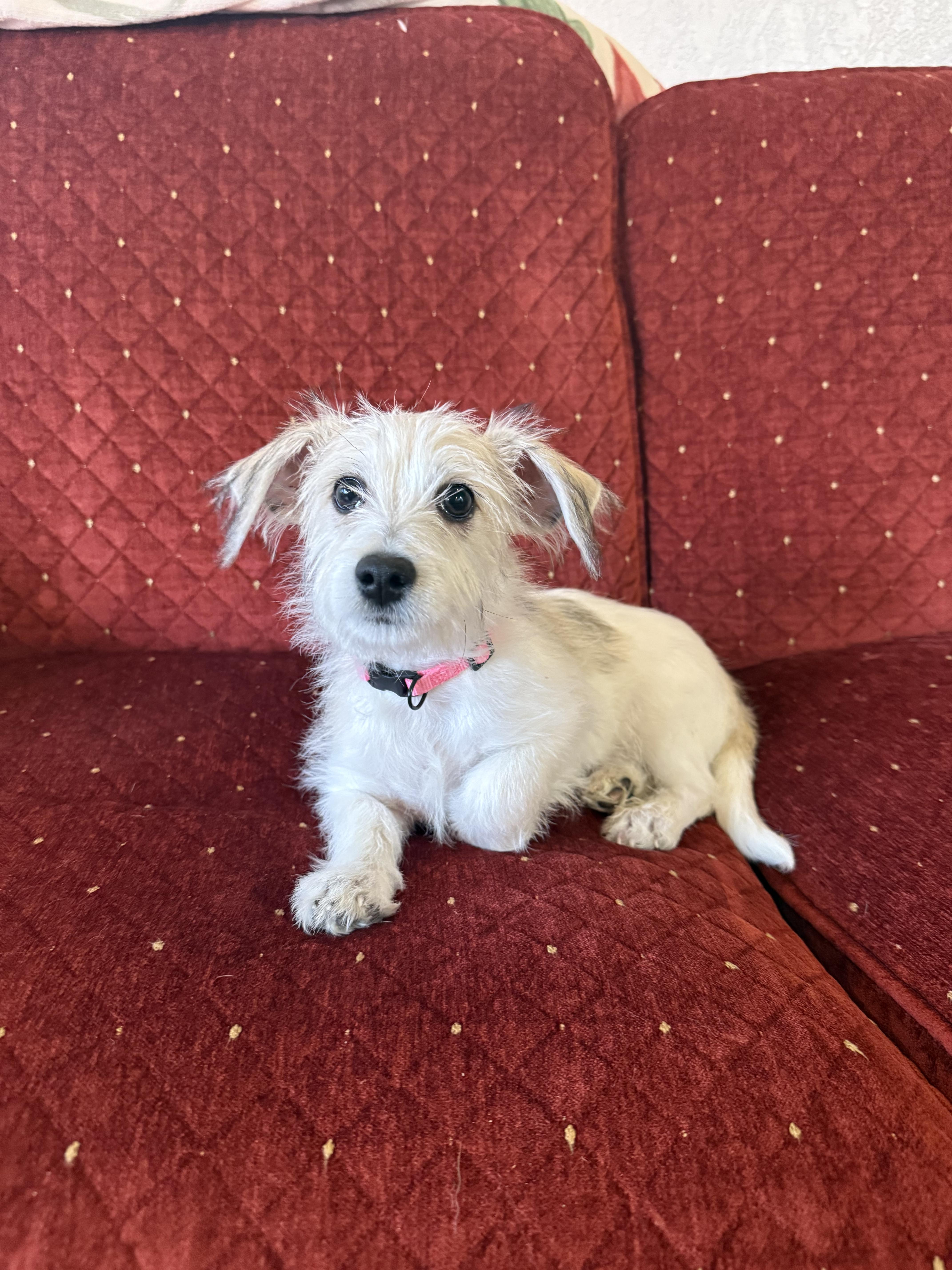 Enlarge Eddie, a ADOPTABLE mixed breed in Hales corners, WI image 3/3