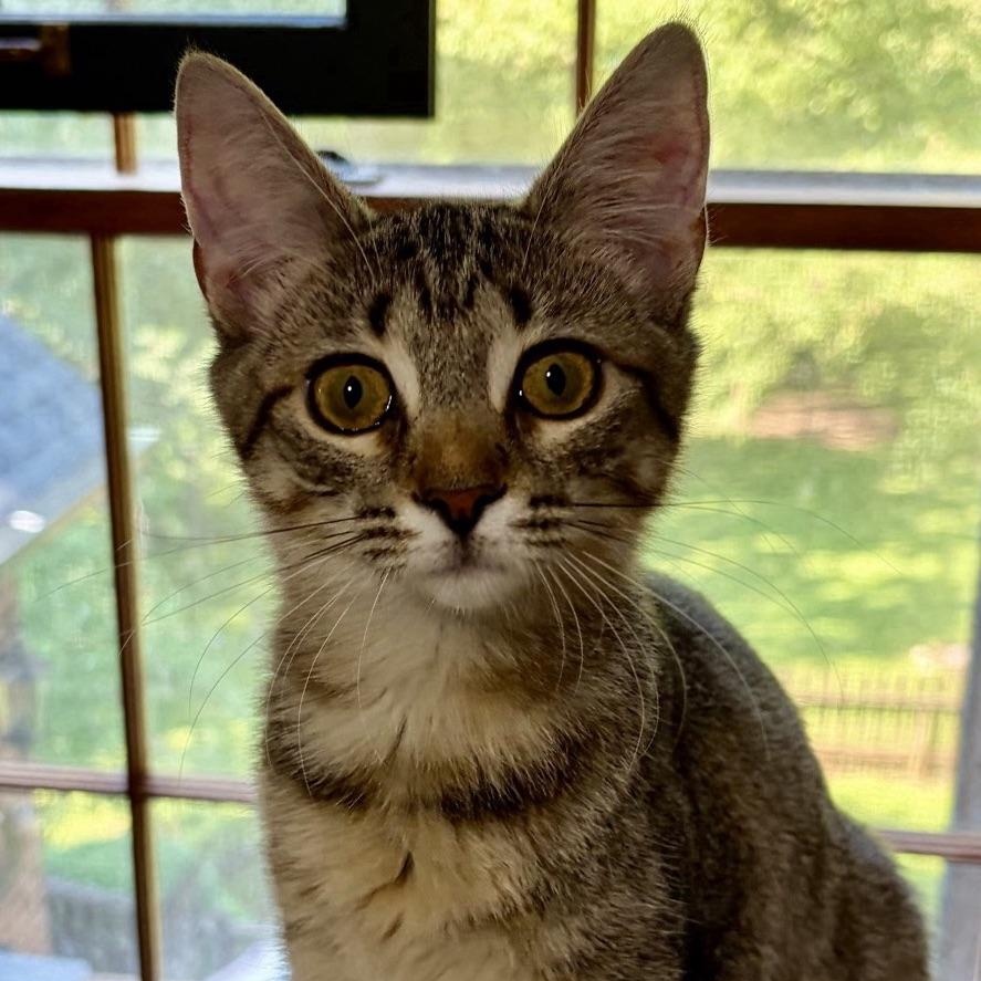 Karma...destined to steal your heart, Adoptable, Kitten Female Domestic Short Hair.