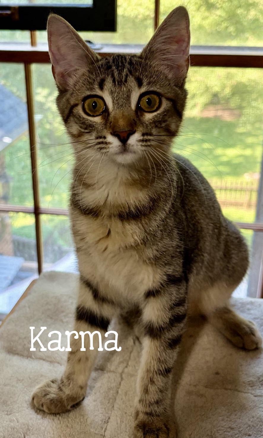Enlarge Karma...destined to steal your heart, a Adoptable Domestic Short Hair in Murfreesboro, TN image 2/2