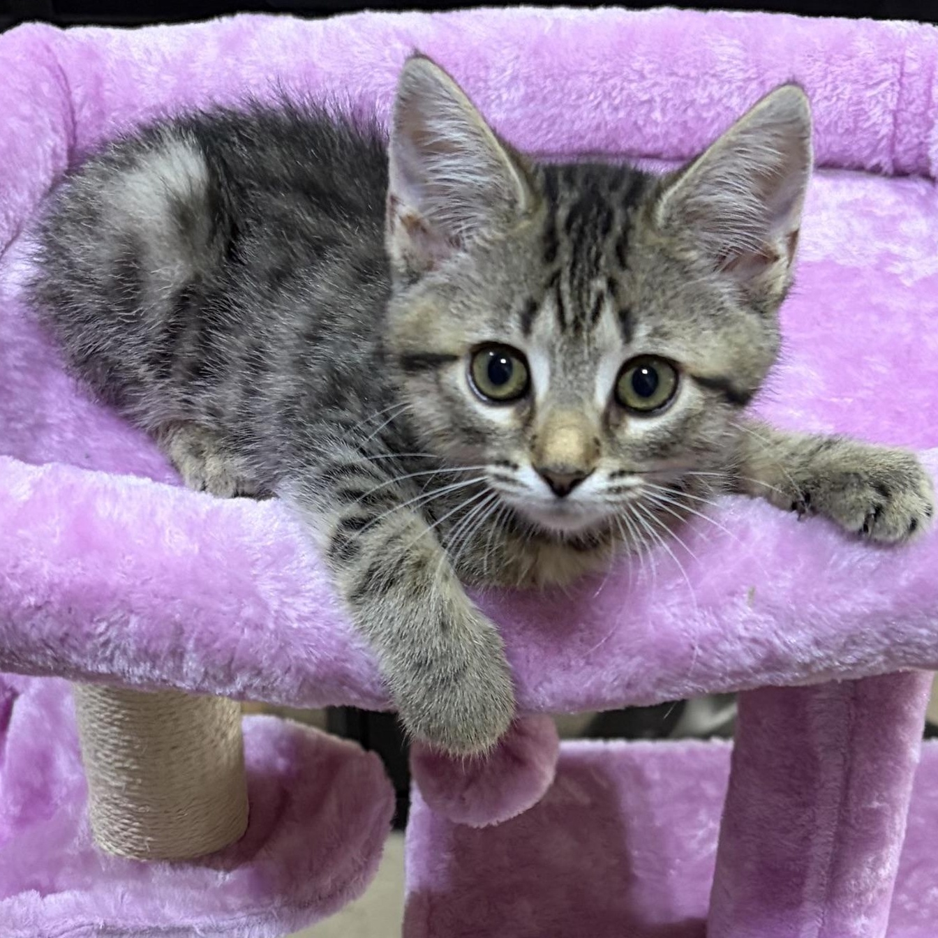 Karma, Adoptable, Kitten Female Domestic Short Hair.