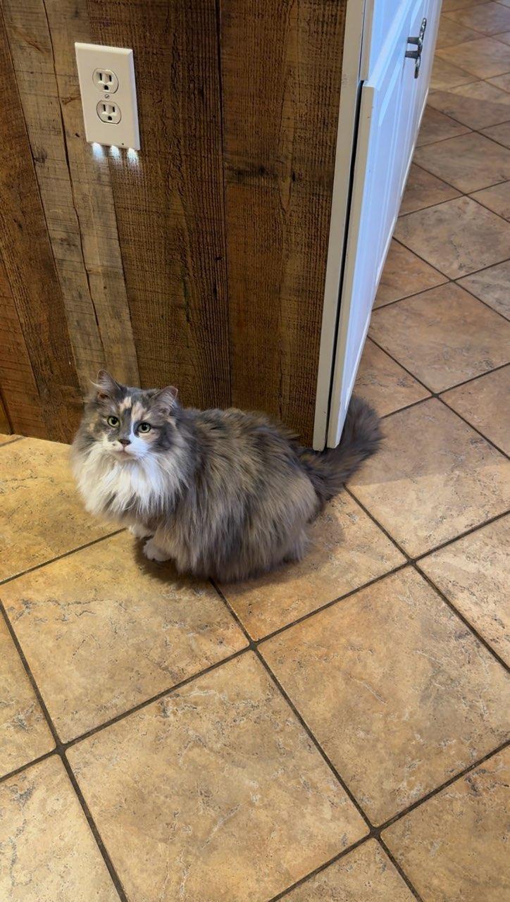 Enlarge Rhonda, a Adoptable Domestic Long Hair in Lake Saint Louis, MO image 1/1