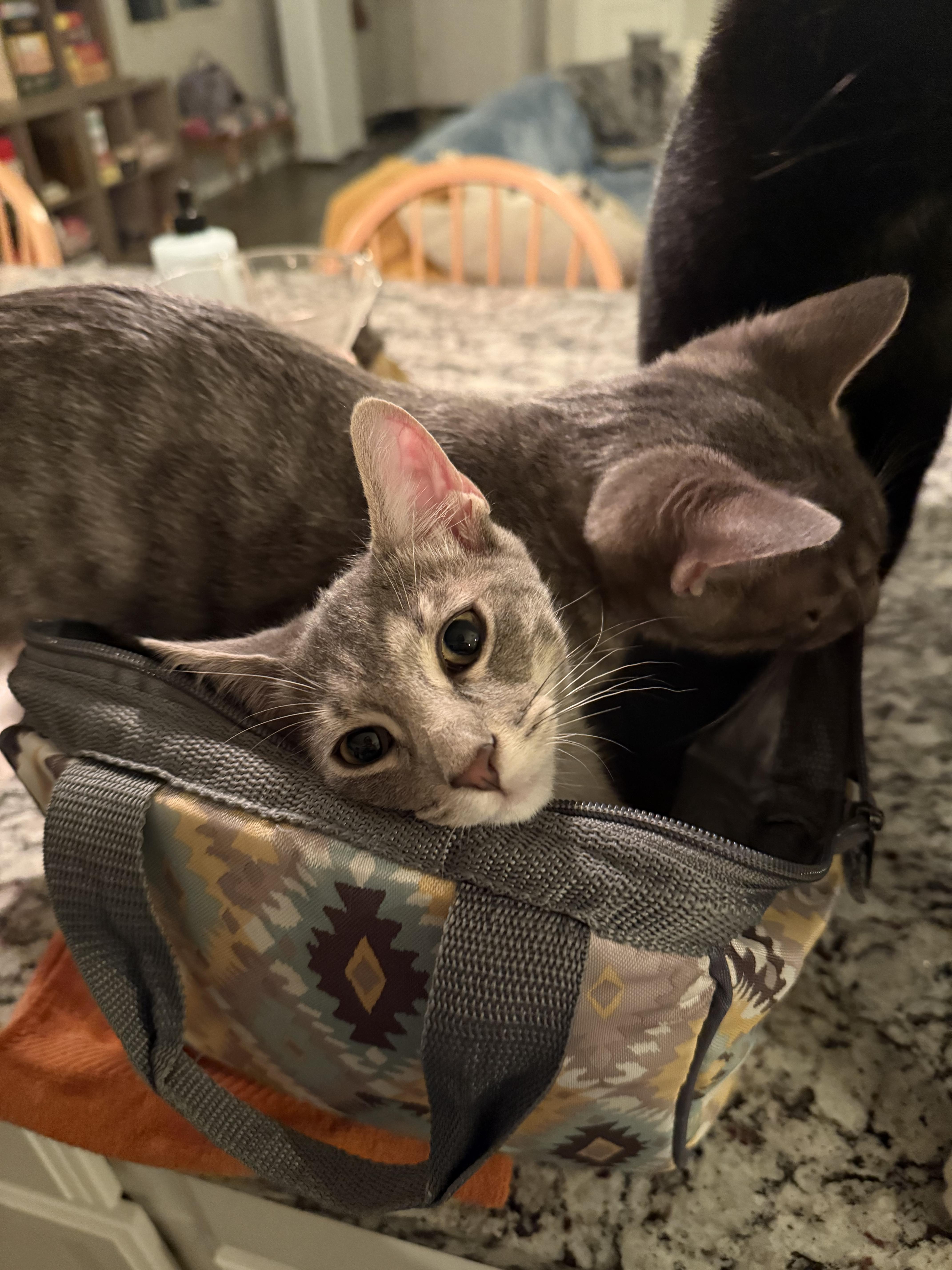 Miles (and June), a Adoptable American Shorthair in Peoria, AZ image 6/6