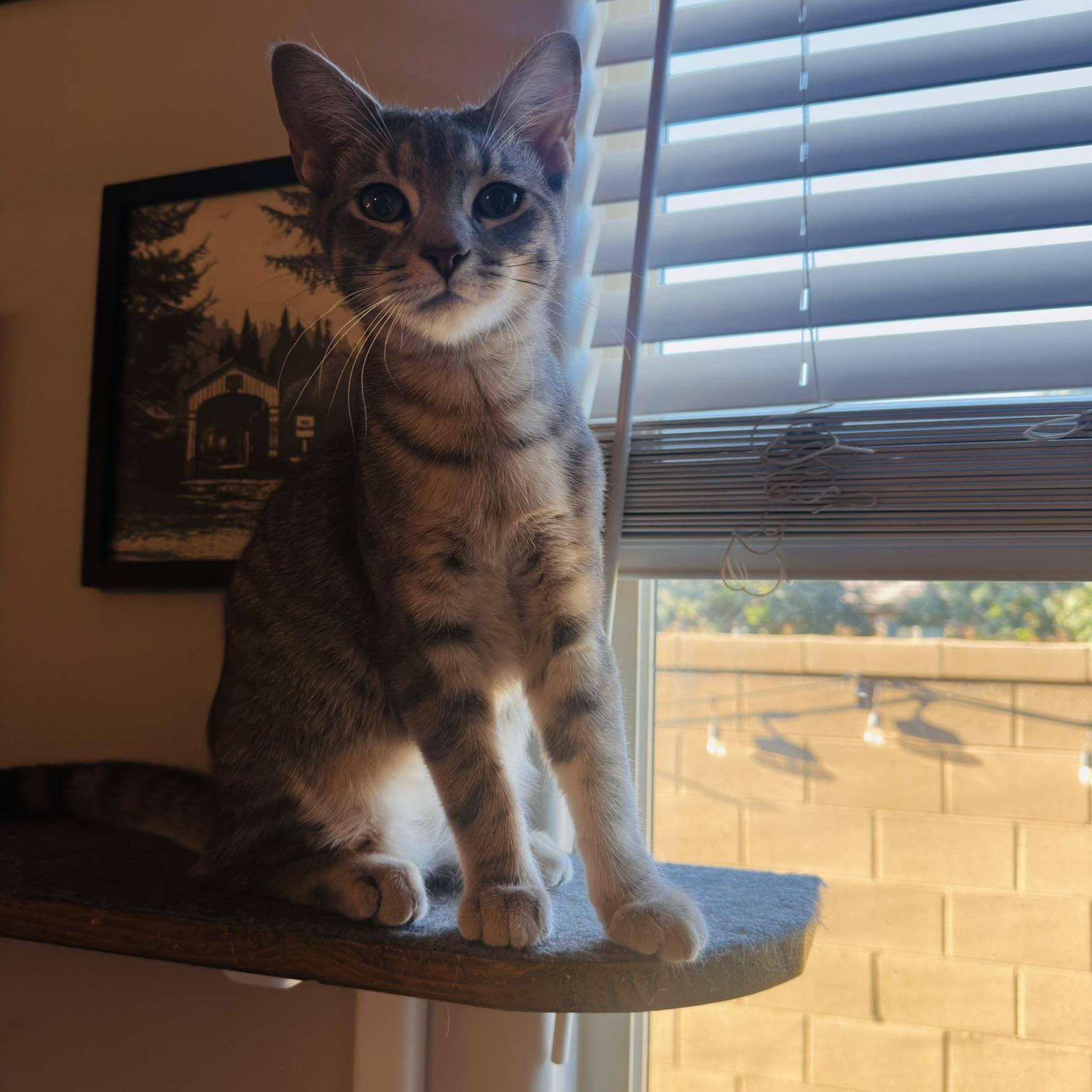 Miles (and June), a Adoptable American Shorthair in Peoria, AZ image 3/6