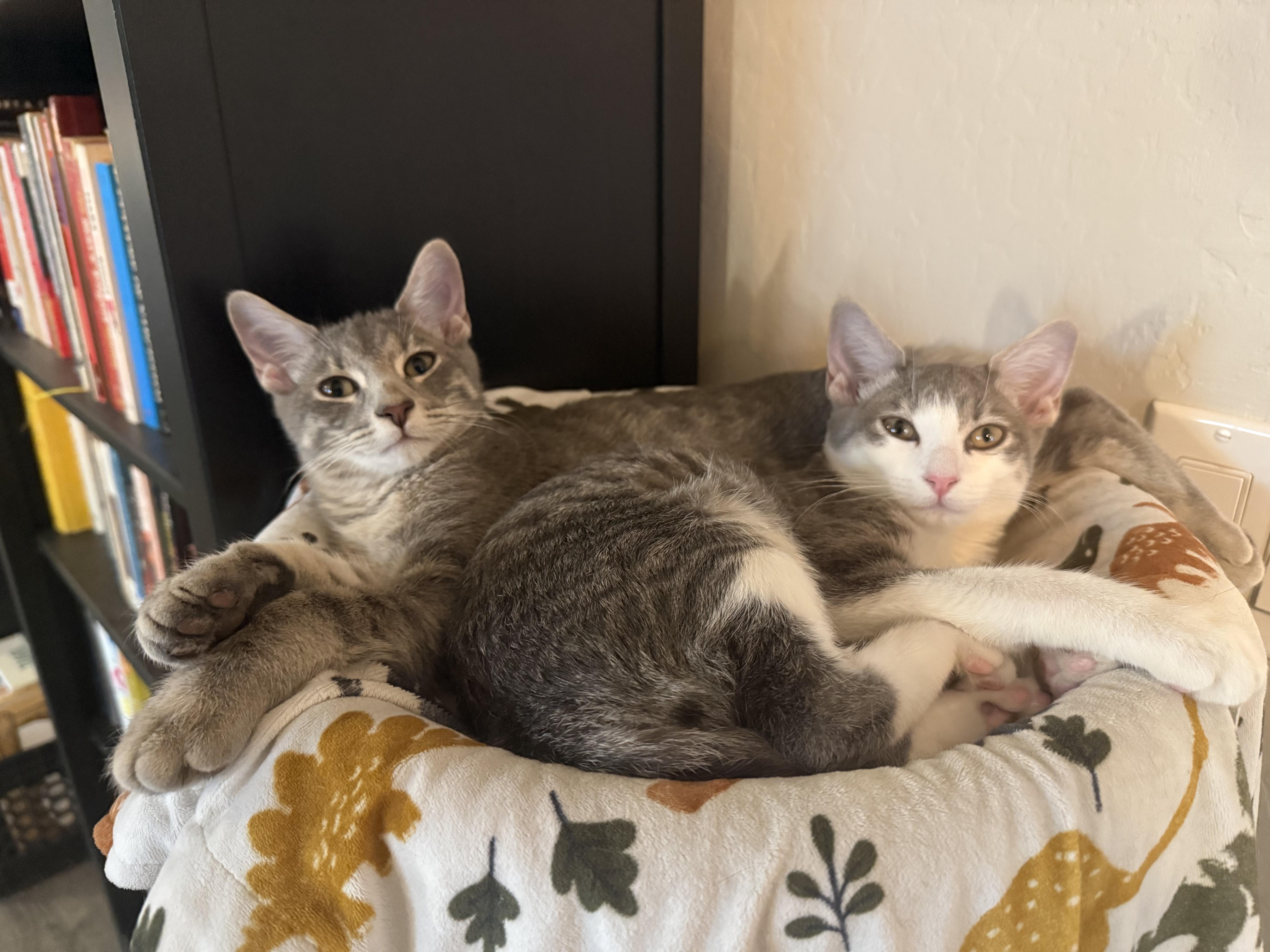 Miles (and June), a Adoptable American Shorthair in Peoria, AZ image 2/6