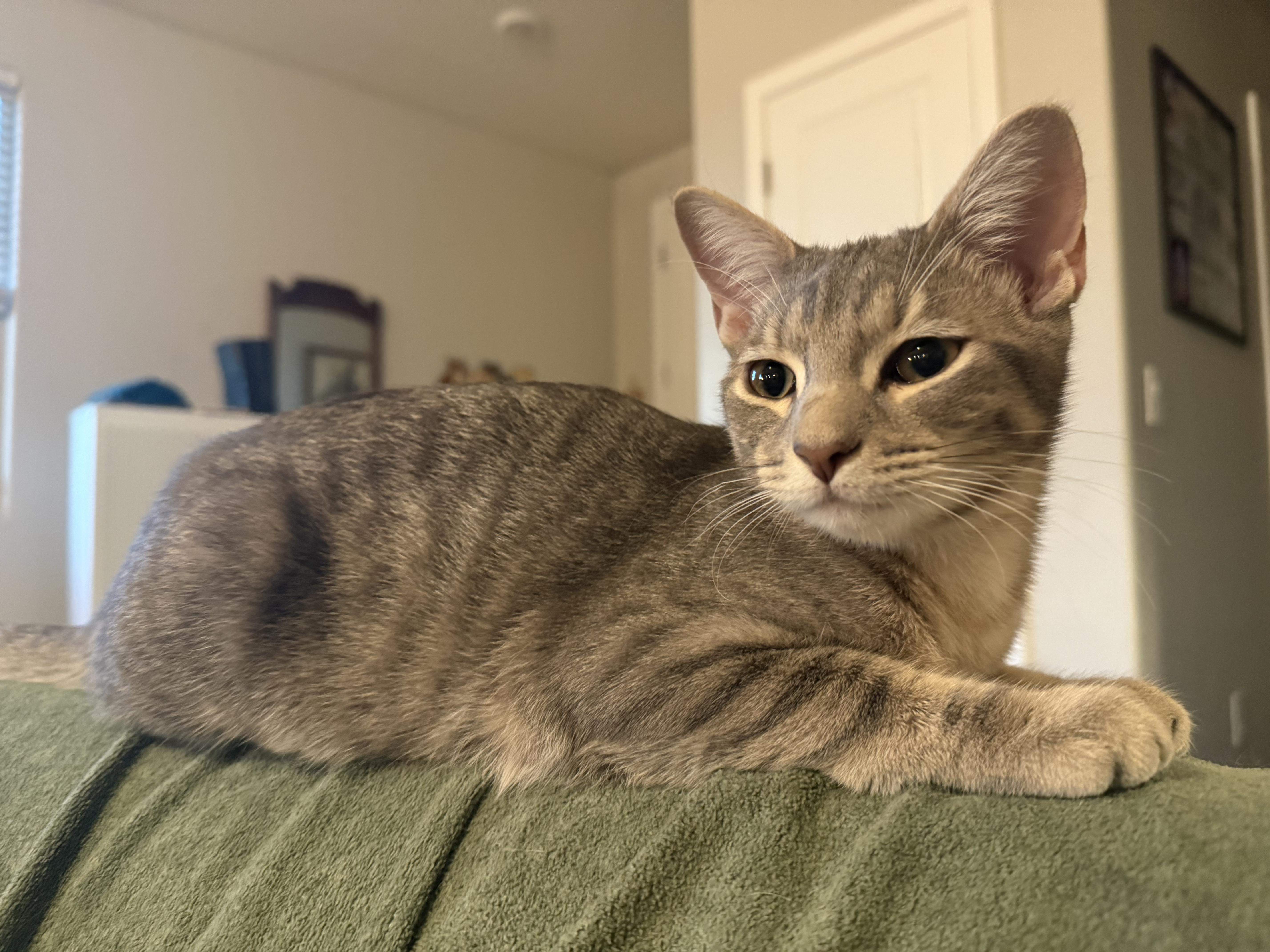 Miles (and June), a Adoptable American Shorthair in Peoria, AZ image 5/6