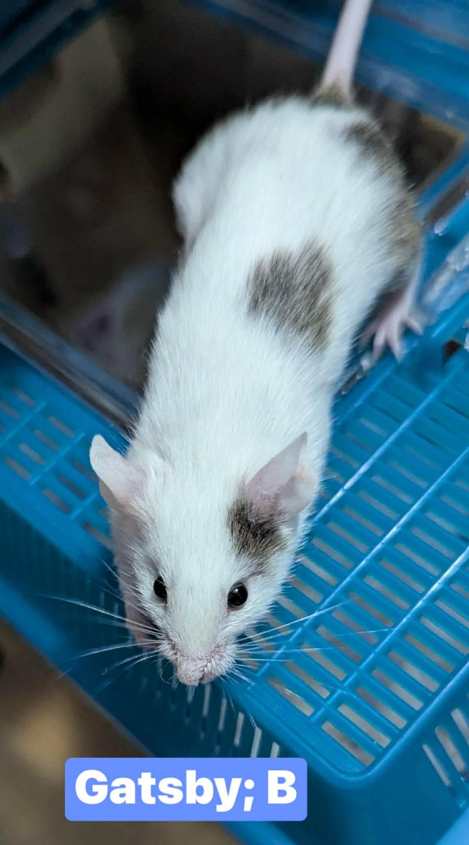 Gatsby, Adoptable, Adult Male Mouse.