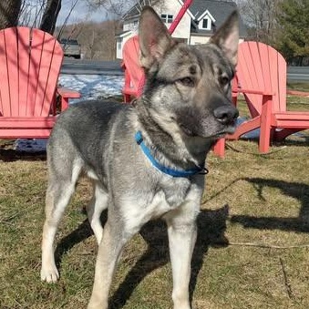PHOENIX, Adoptable, Adult Male German Shepherd Dog & Husky.
