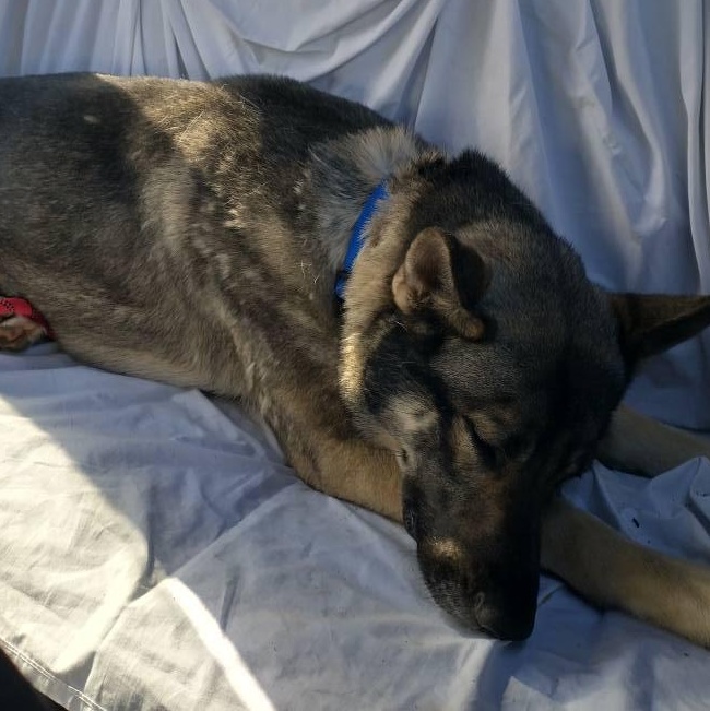 Enlarge PHOENIX, a Adoptable mixed breed in Wolcott, VT image 2/2