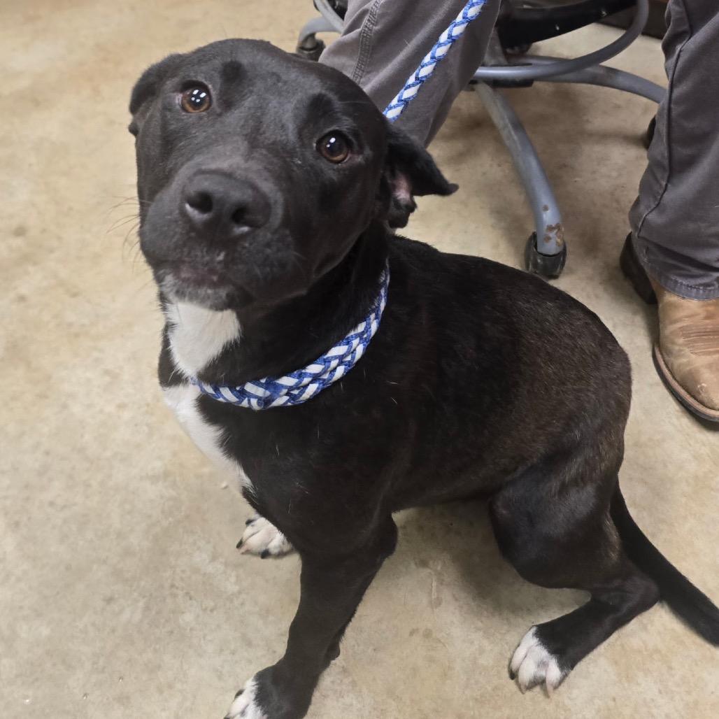 Enlarge Alix - 062201U, a Adoptable Labrador Retriever in Tupelo, MS image 1/2