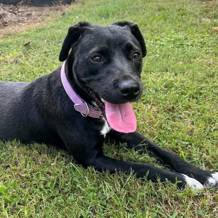 Enlarge Alix - 062201U, a Adoptable Labrador Retriever in Tupelo, MS image 3/3