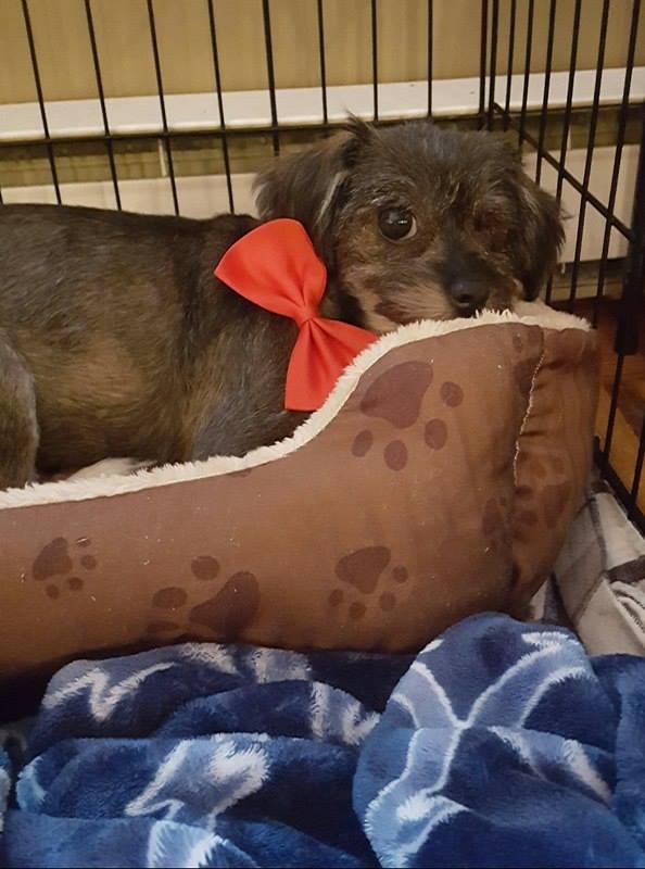 Eddie (Toto), Adopted, Young Male Schnauzer.