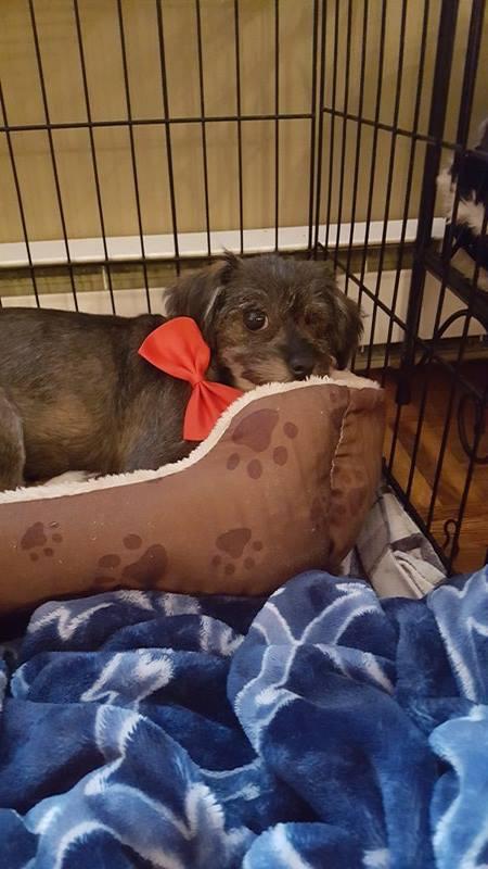 Enlarge Eddie (Toto), a Adopted Schnauzer in Tenafly, NJ image 2/3