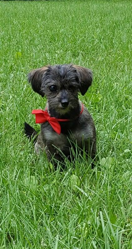 Enlarge Eddie (Toto), a Adopted Schnauzer in Tenafly, NJ image 3/3