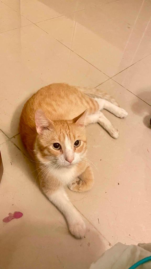Jerry, Adoptable, Young Male Domestic Short Hair.