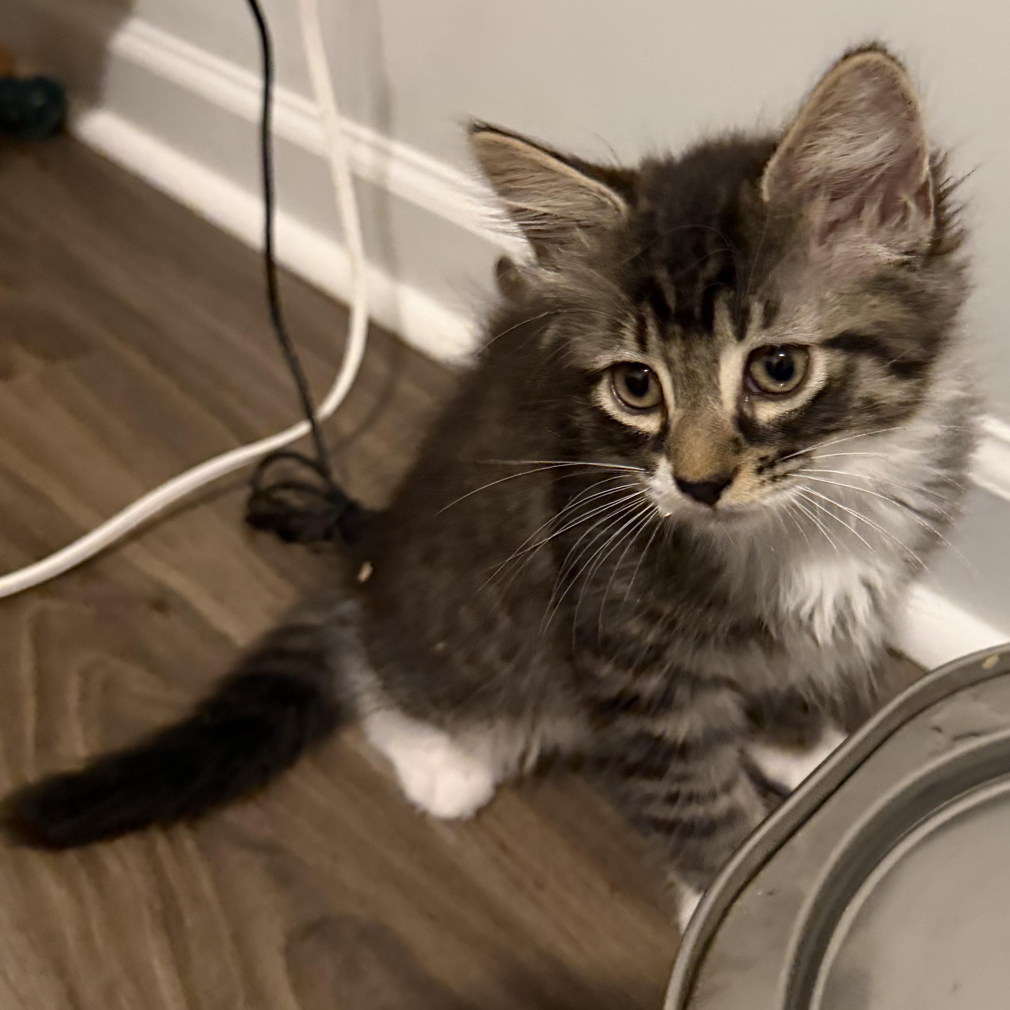 Enlarge Freddy, an adopted Domestic Long Hair in Beaufort, SC image 4/5