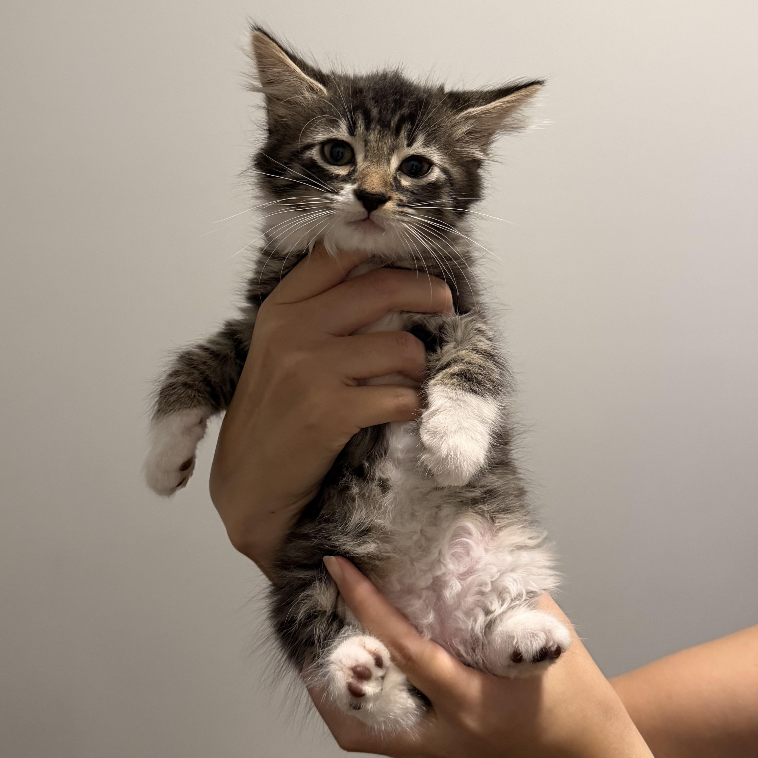 Enlarge Freddy, an adopted Domestic Long Hair in Beaufort, SC image 3/5