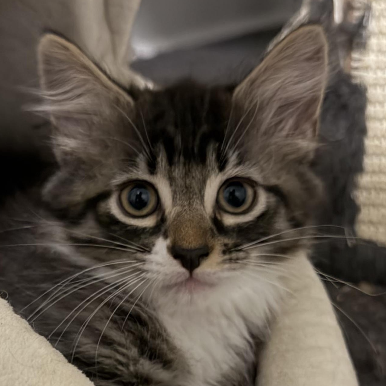 Enlarge Freddy, an adopted Domestic Long Hair in Beaufort, SC image 1/5