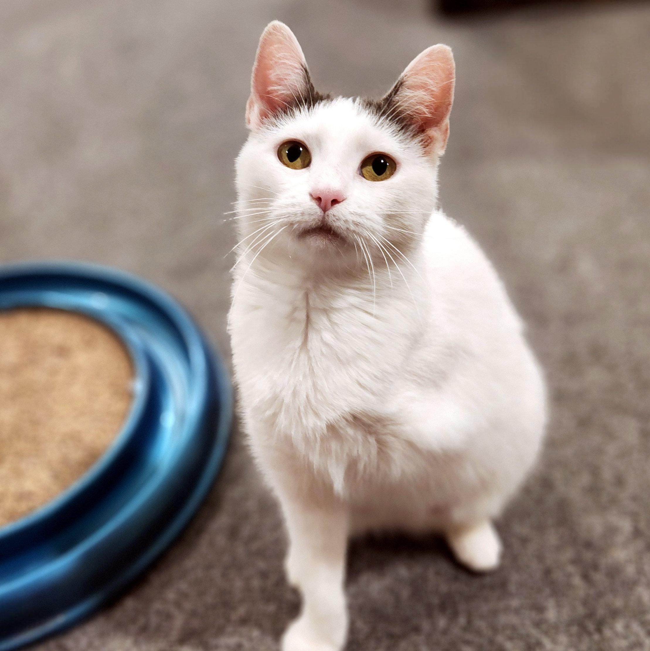 Enlarge Blanche, a ADOPTABLE Domestic Short Hair in Pittsburgh, PA image 2/6