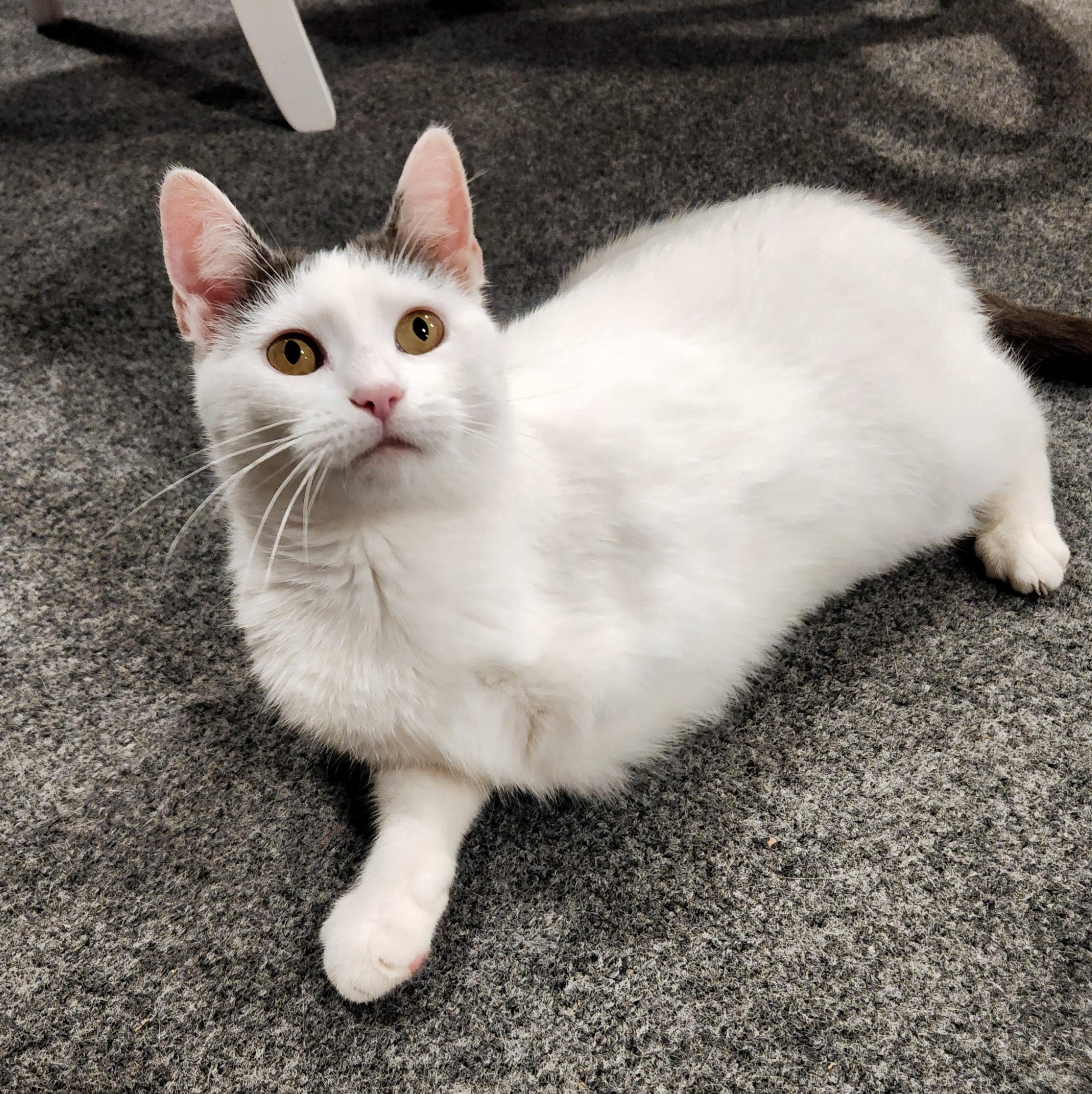 Enlarge Blanche, a ADOPTABLE Domestic Short Hair in Pittsburgh, PA image 6/6