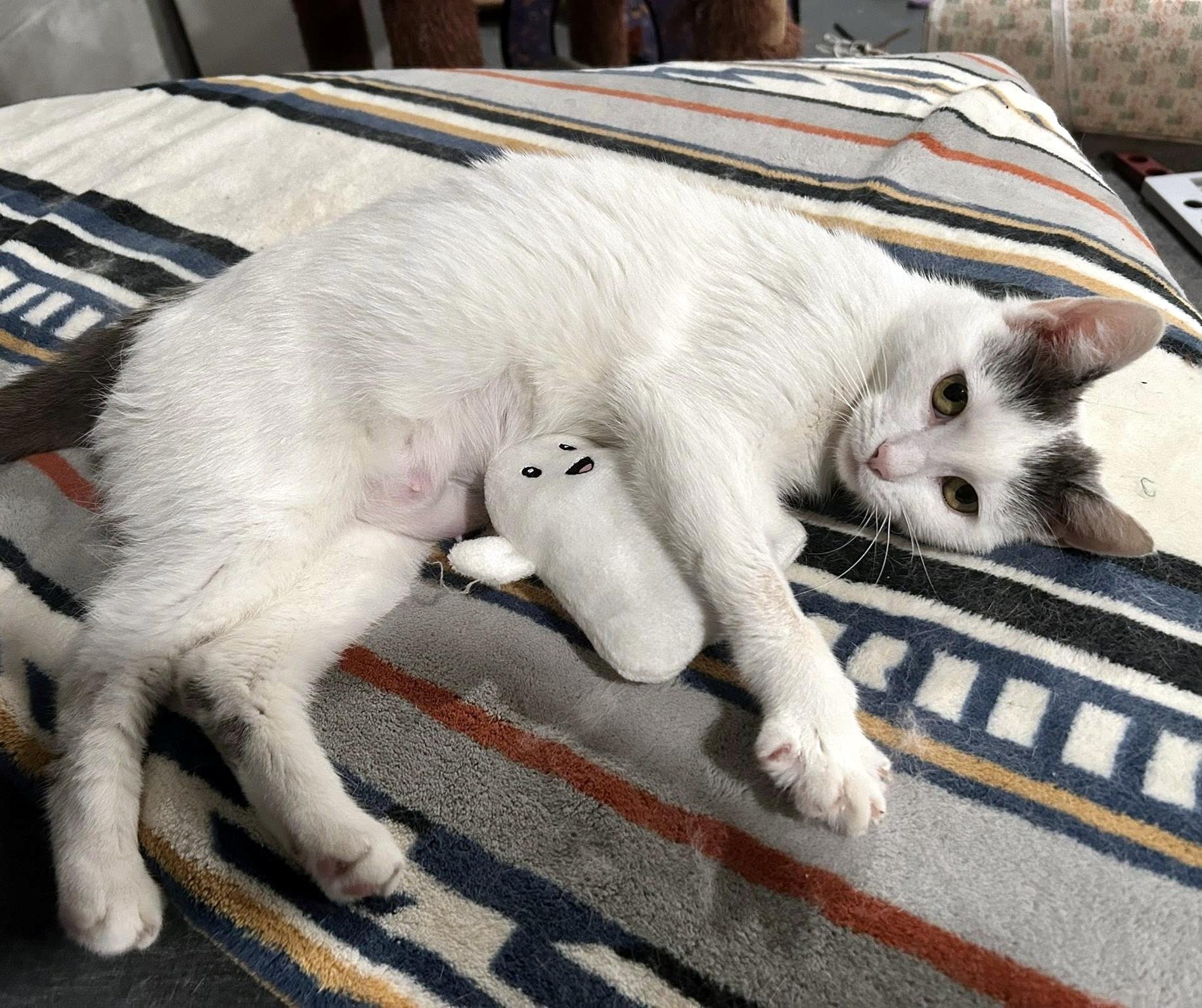 Enlarge Blanche, a ADOPTABLE Domestic Short Hair in Pittsburgh, PA image 5/6