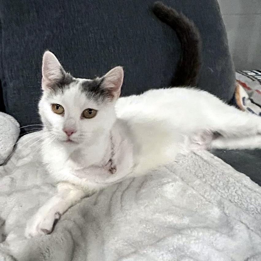 Enlarge Blanche, a ADOPTABLE Domestic Short Hair in Pittsburgh, PA image 3/6