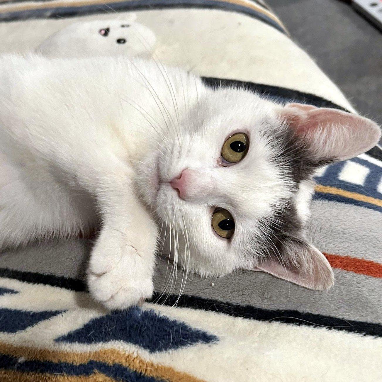 Enlarge Blanche, a ADOPTABLE Domestic Short Hair in Pittsburgh, PA image 2/6