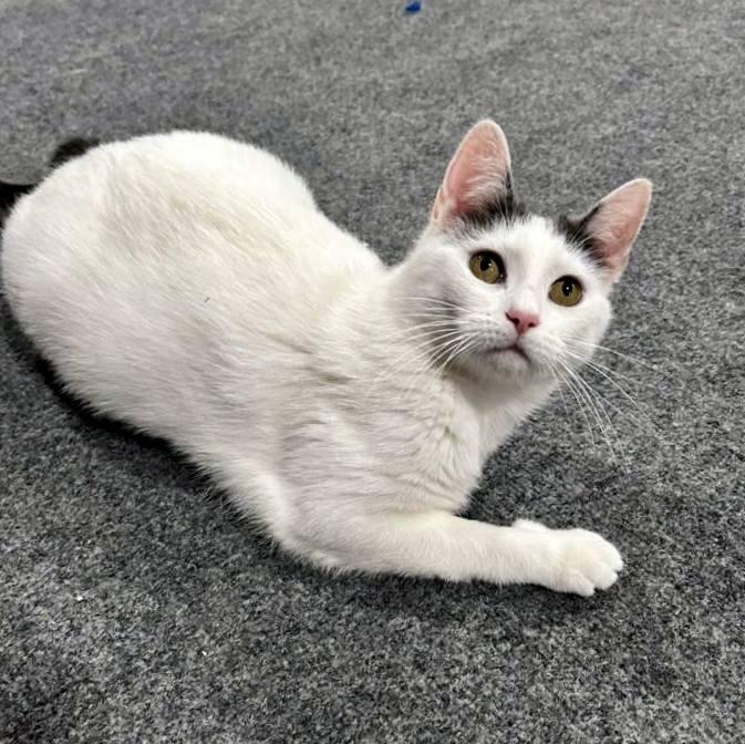 Blanche, a ADOPTABLE Domestic Short Hair in Pittsburgh, PA image 3/6