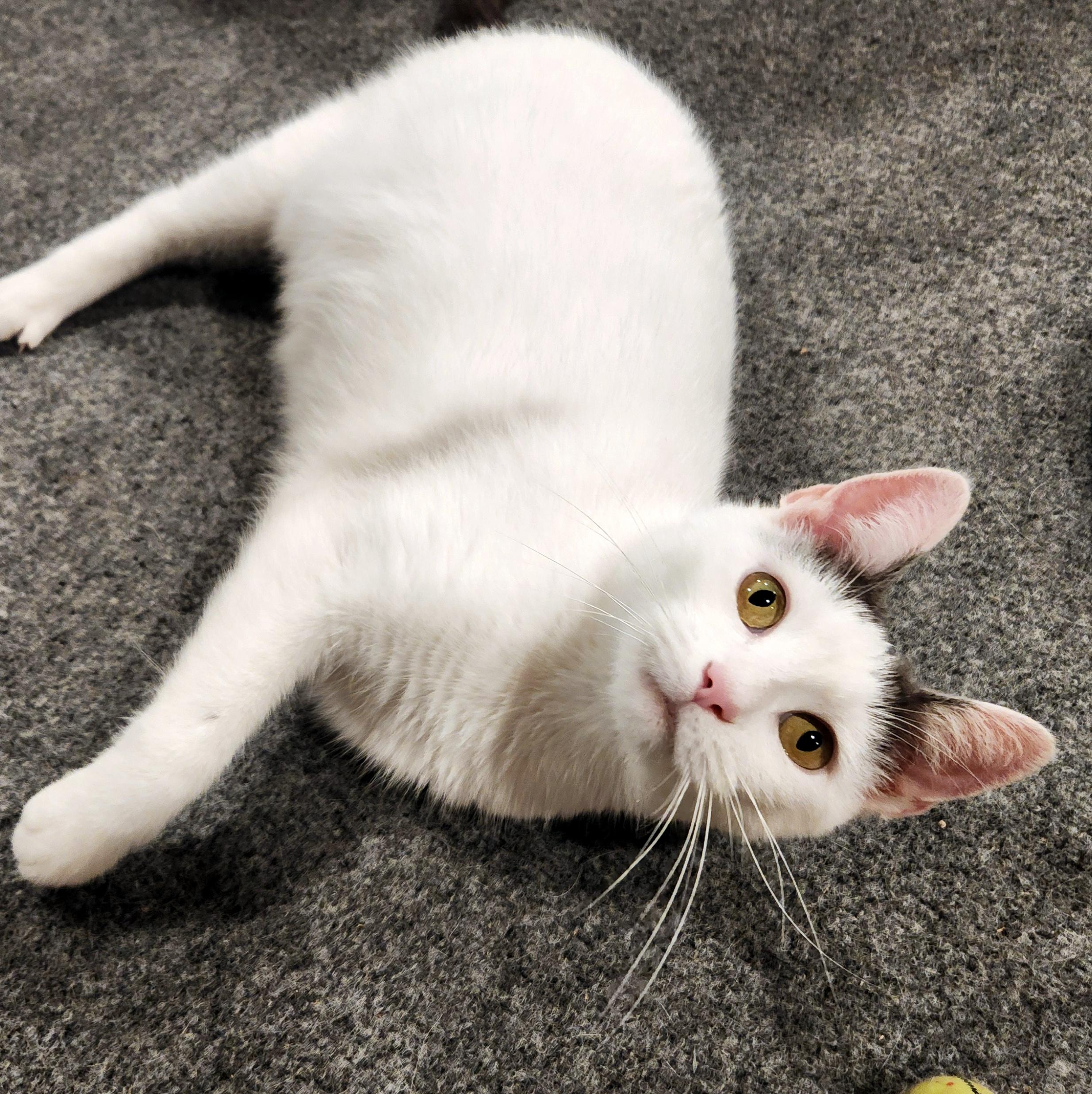 Enlarge Blanche, a ADOPTABLE Domestic Short Hair in Pittsburgh, PA image 3/6