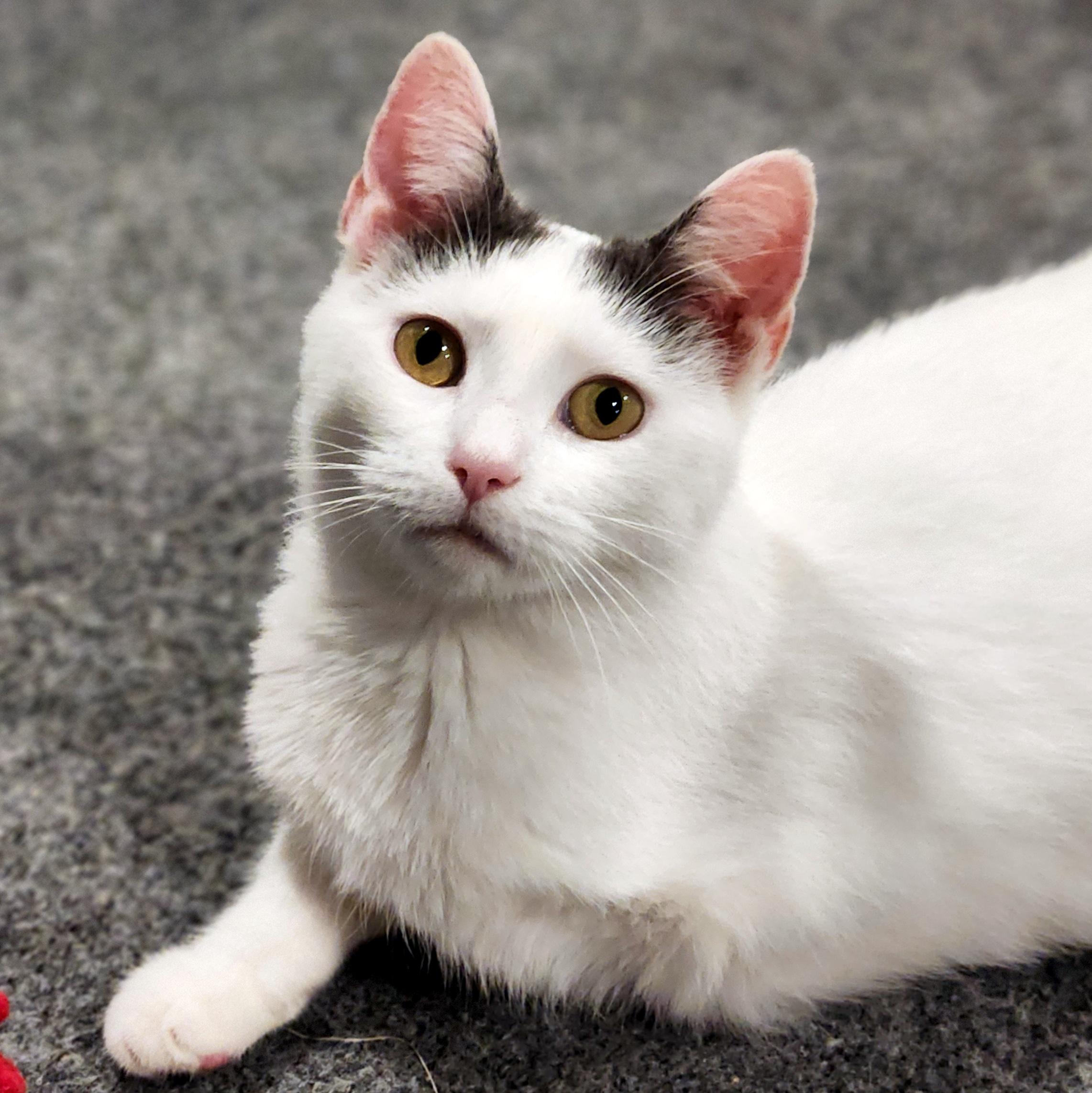 Enlarge Blanche, a ADOPTABLE Domestic Short Hair in Pittsburgh, PA image 1/6