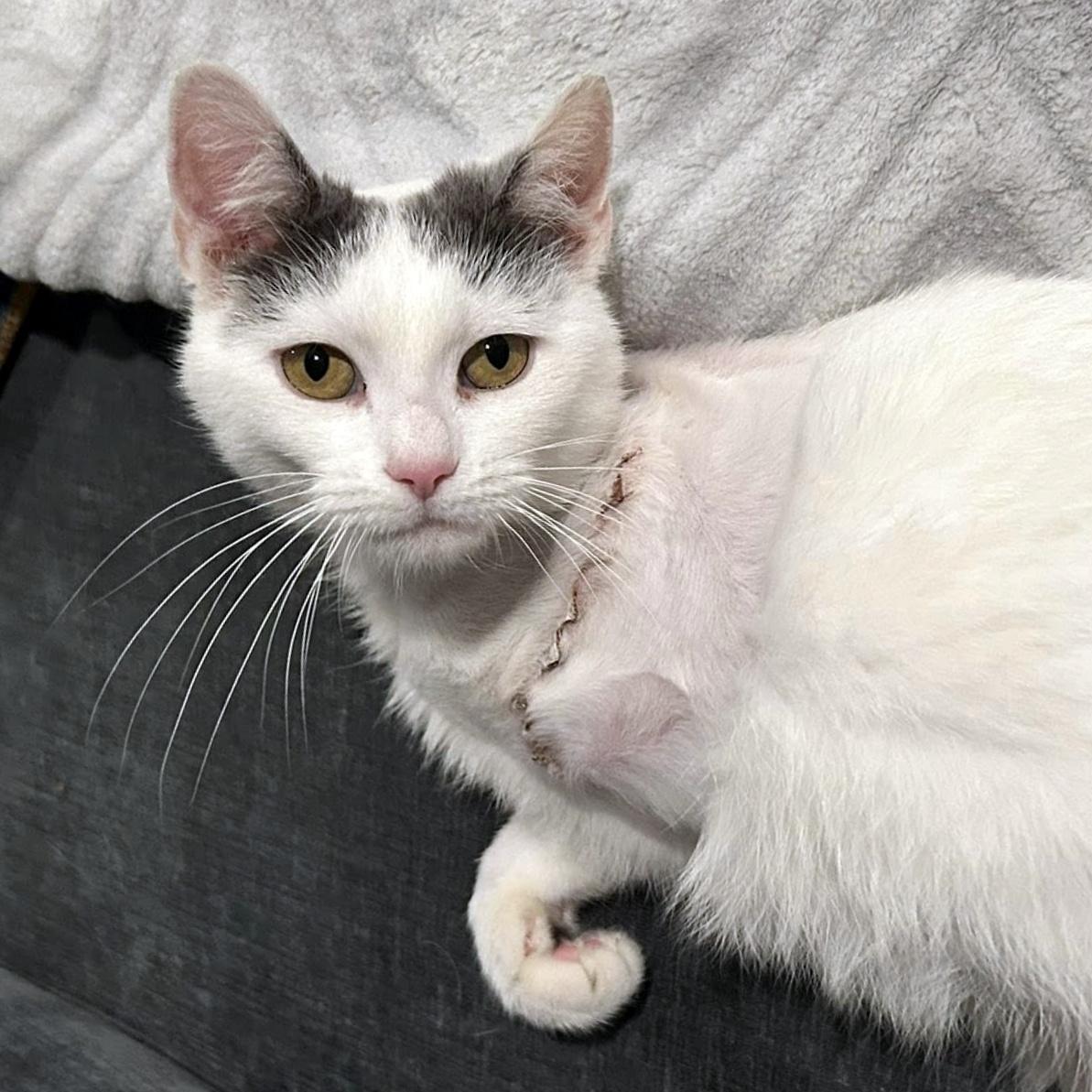 Enlarge Blanche, a ADOPTABLE Domestic Short Hair in Pittsburgh, PA image 6/6