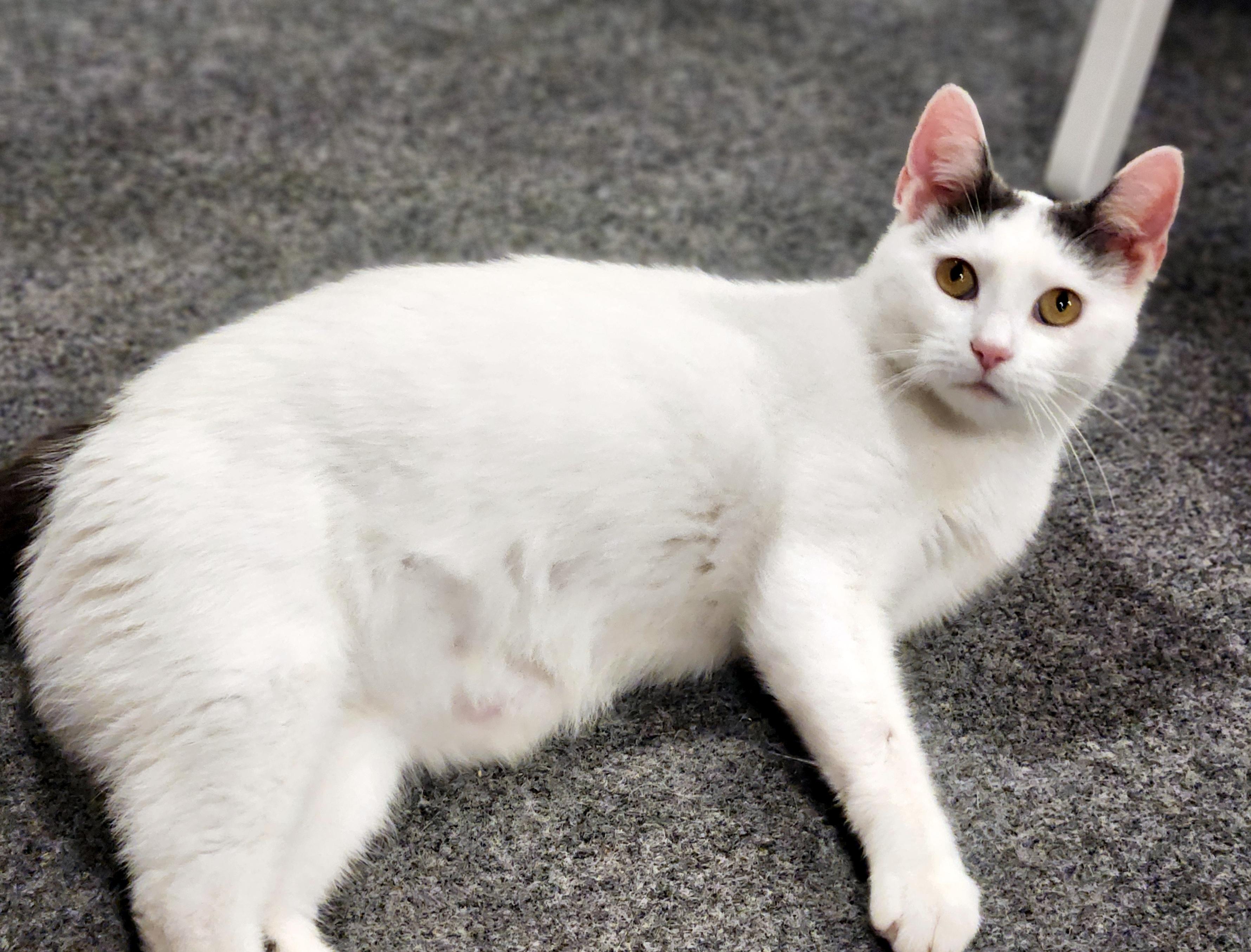 Enlarge Blanche, a ADOPTABLE Domestic Short Hair in Pittsburgh, PA image 4/6