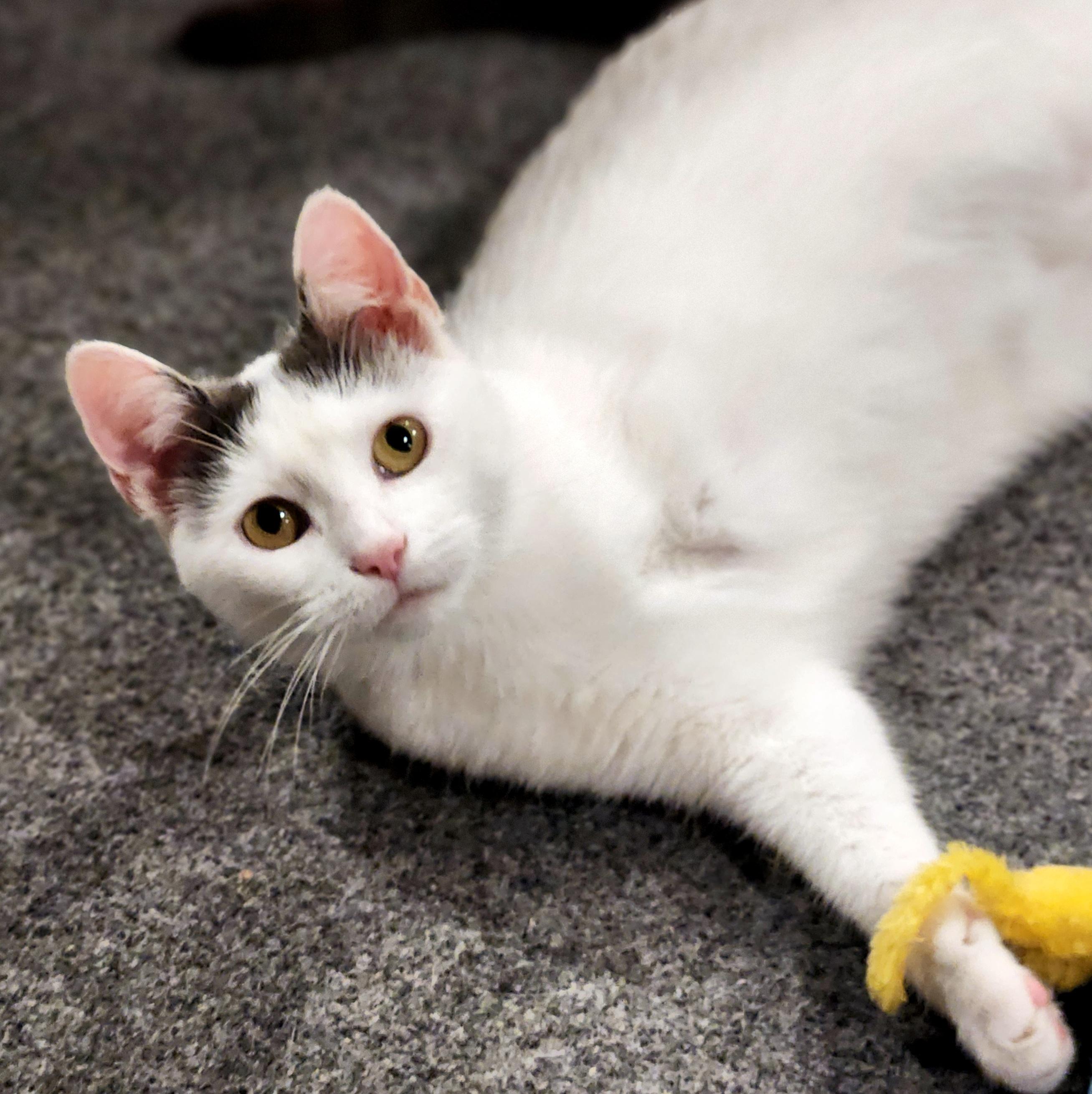 Enlarge Blanche, a ADOPTABLE Domestic Short Hair in Pittsburgh, PA image 5/6