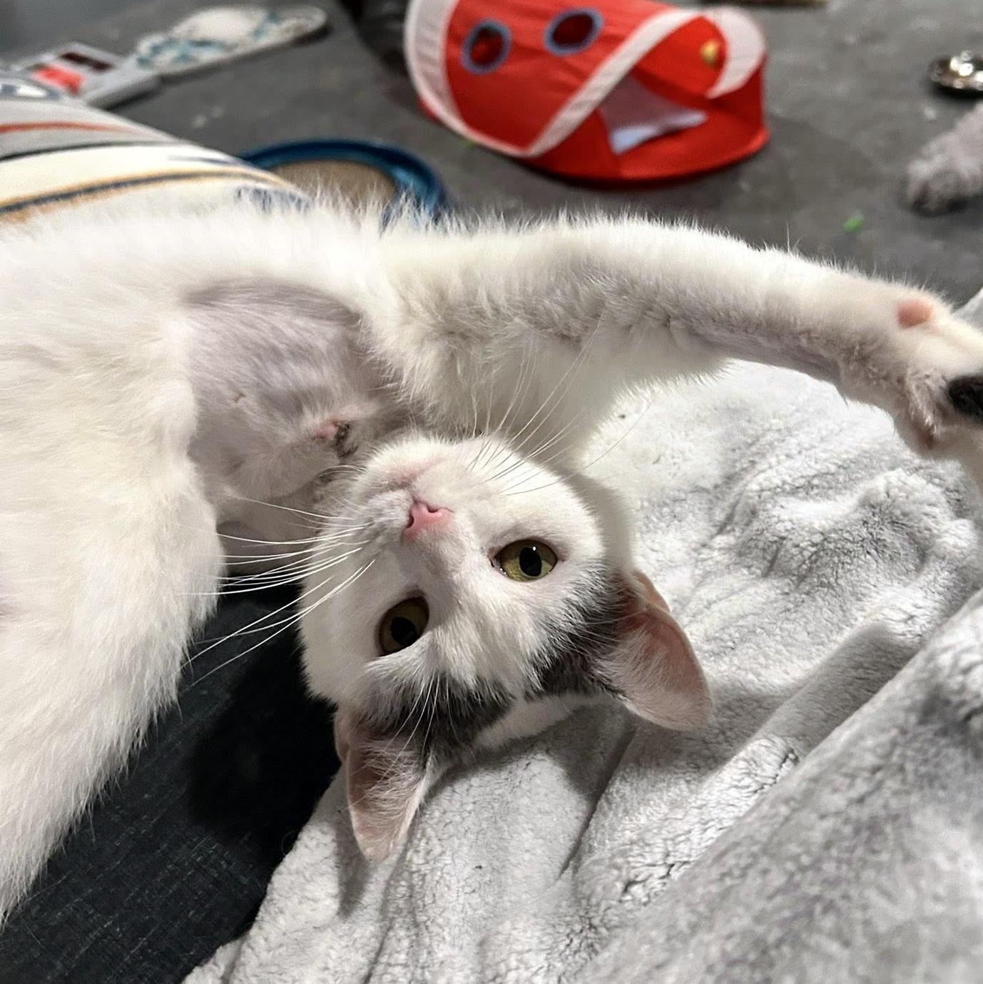 Enlarge Blanche, a ADOPTABLE Domestic Short Hair in Pittsburgh, PA image 4/6