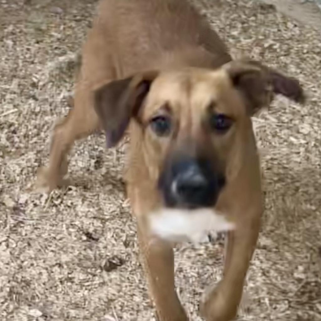 Elliott, Adoptable, Adult Male Mixed Breed.