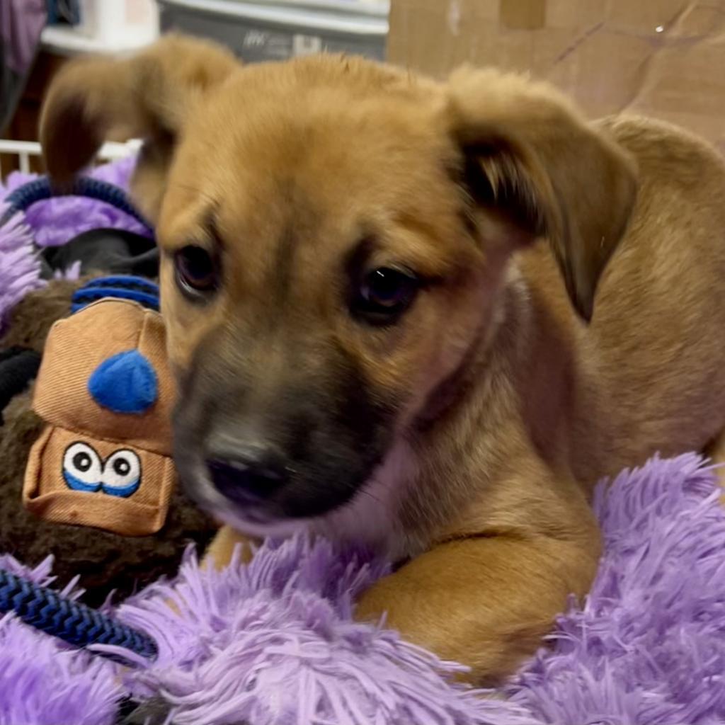 Elliott, a Adoptable Mixed Breed in Dallas, TX image 2/6