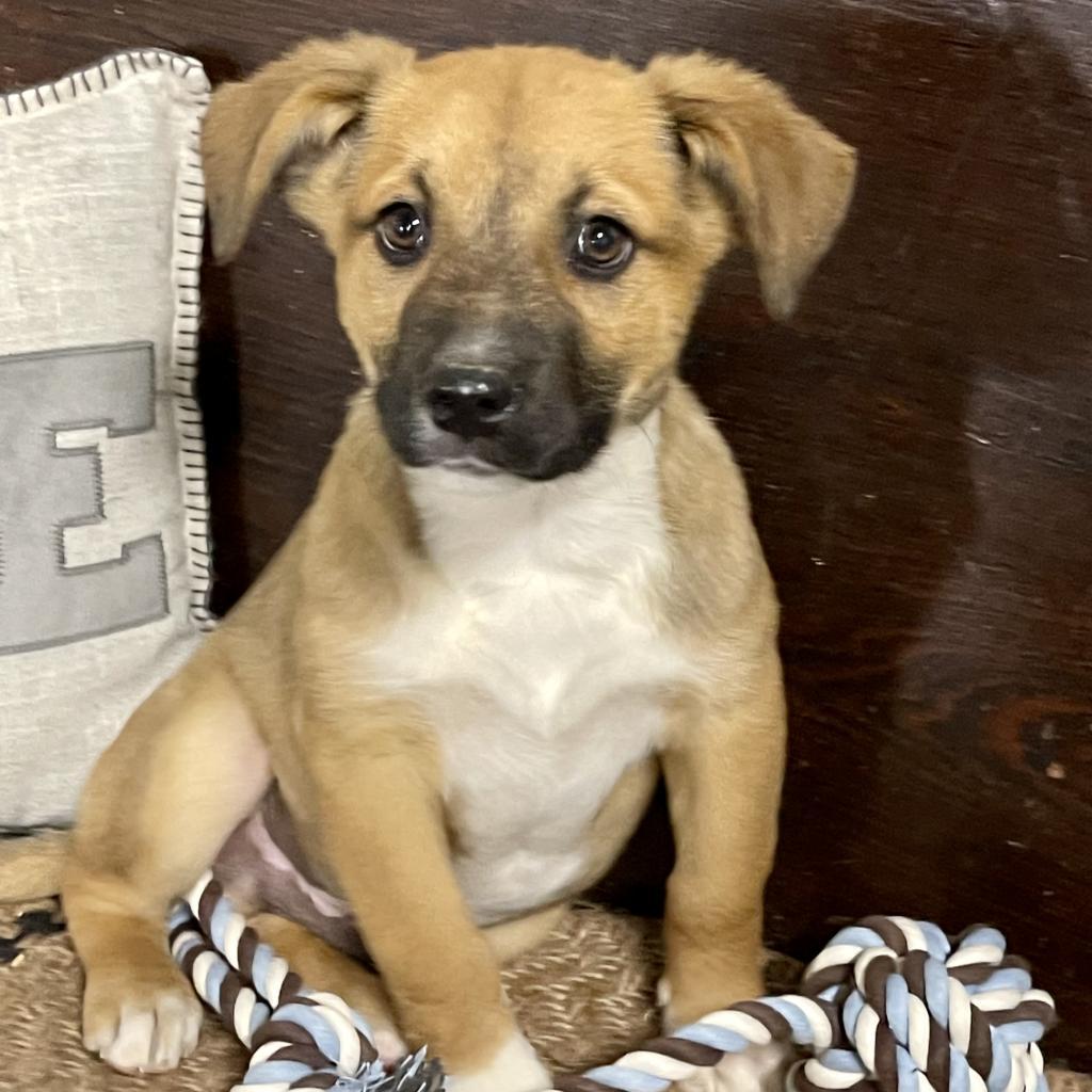 Elliott, a Adoptable Mixed Breed in Dallas, TX image 3/6