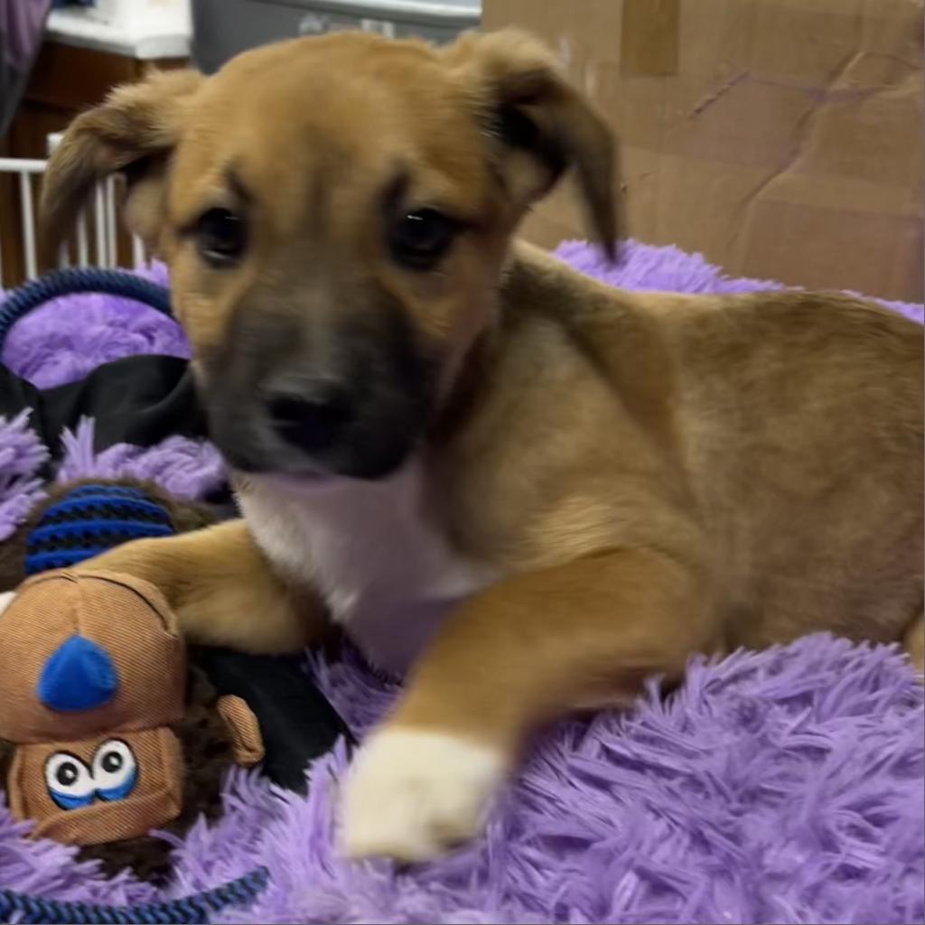 Elliott, a Adoptable Mixed Breed in Dallas, TX image 5/6