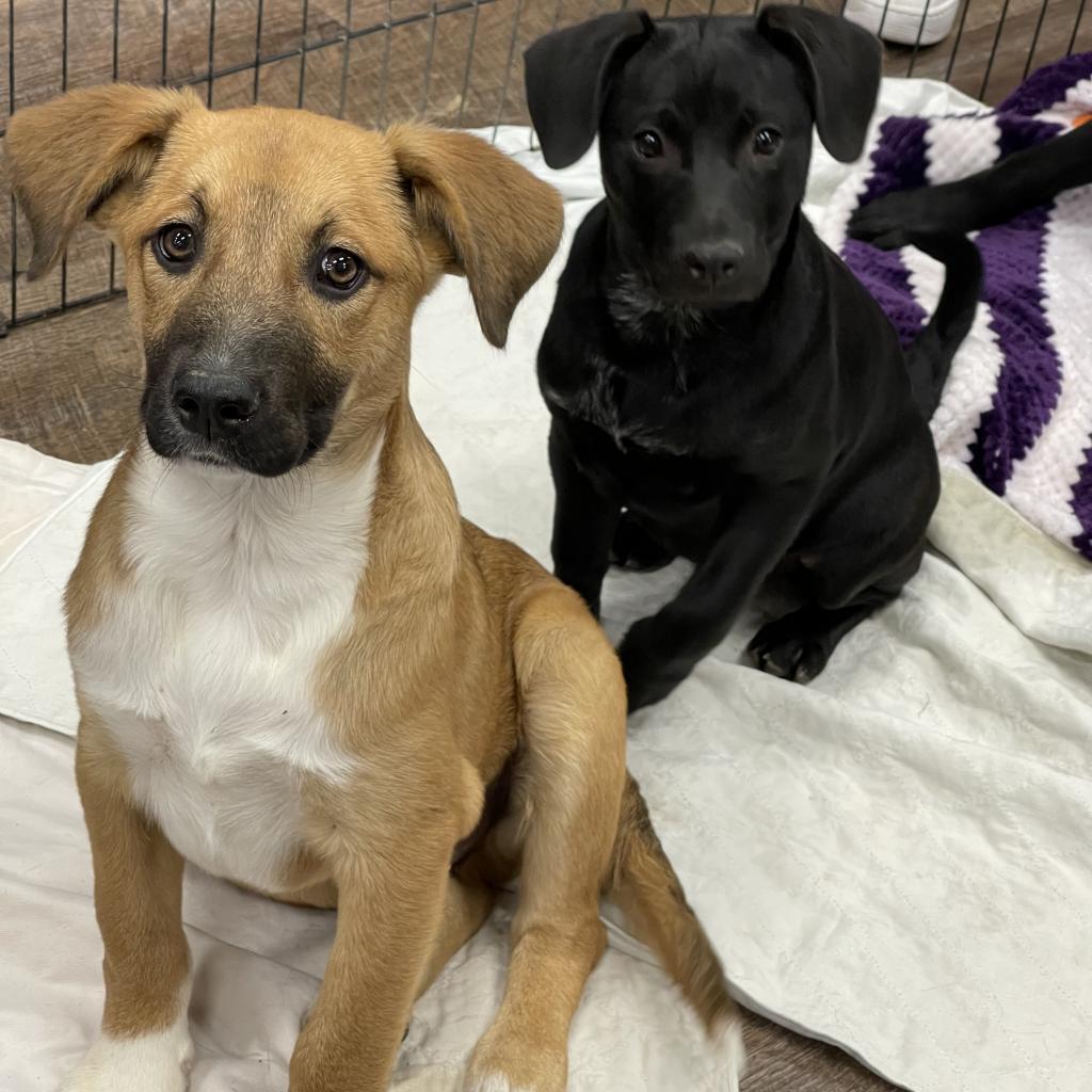 Elliott, a Adoptable Mixed Breed in Dallas, TX image 5/6