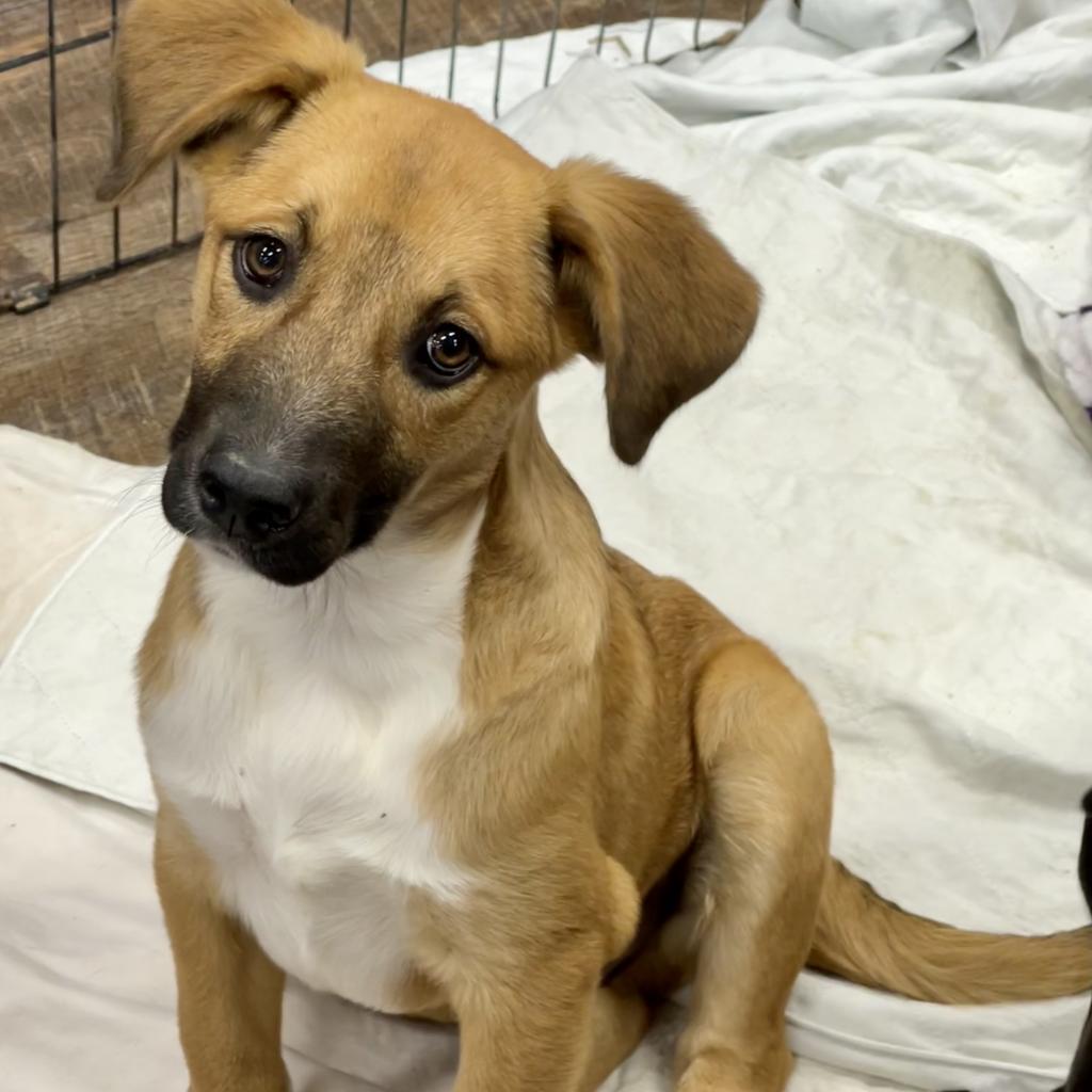 Elliott, a Adoptable Mixed Breed in Dallas, TX image 6/6