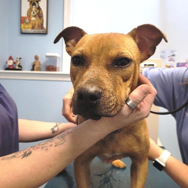 Shorty, sweet 9 mths old puppy,  a true pocket pittie !!