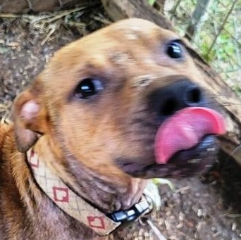 Shorty, sweet 9 mths old puppy,  a true pocket pittie !!
