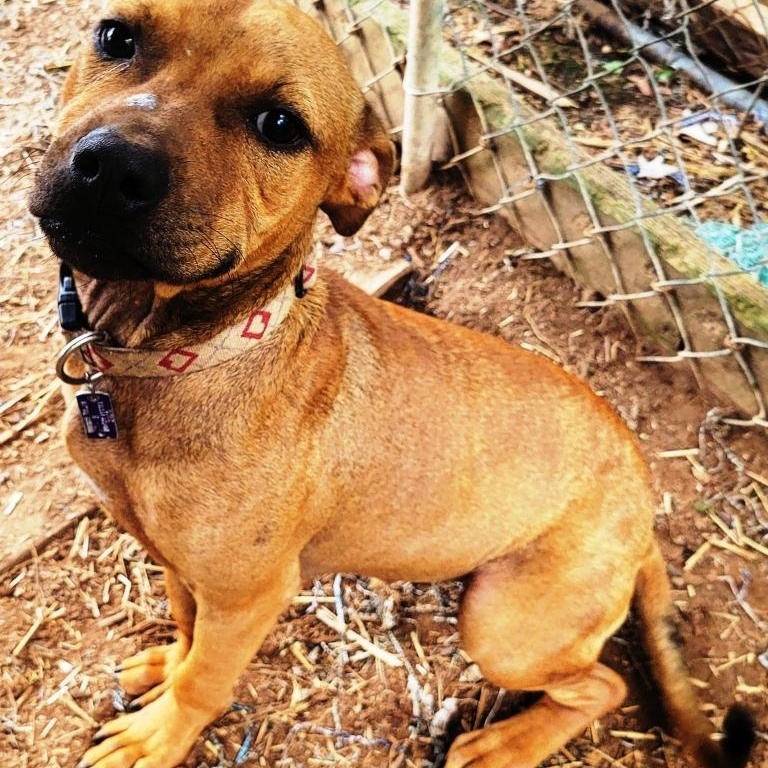 Shorty, sweet 9 mths old puppy,  a true pocket pittie !!