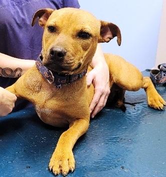 Shorty, sweet 9 mths old puppy,  a true pocket pittie !!